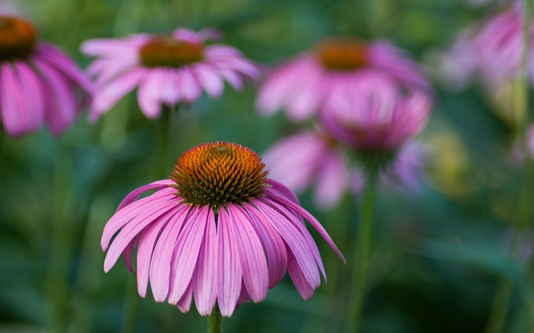 ECHINACEA PIANTA